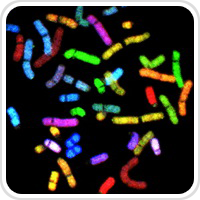 thumbnail image of Genetic Disorders microscope section