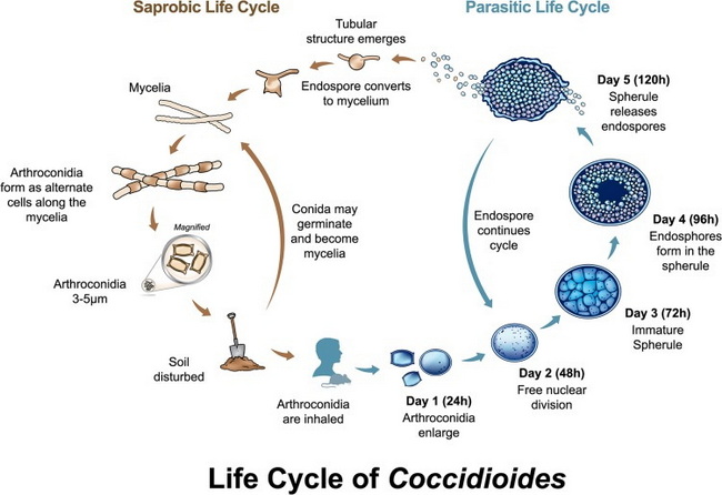 InfectiousDx_Coccidioides_LifeCycle_resized.jpg